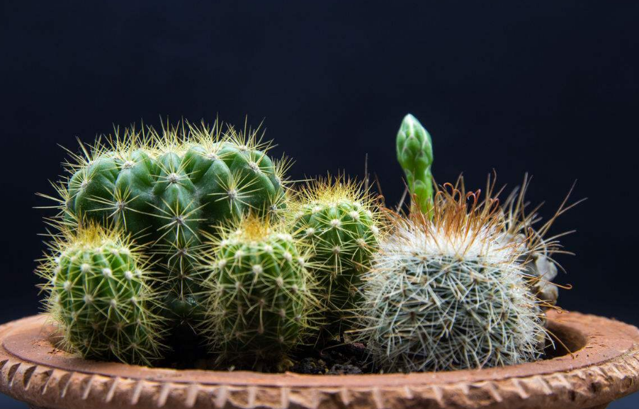 ֲ���L(f��ng)ˮ�W(xu��)������ϲ�Ô[ֲ��쿴����қ_ɷ�˛](m��i)��