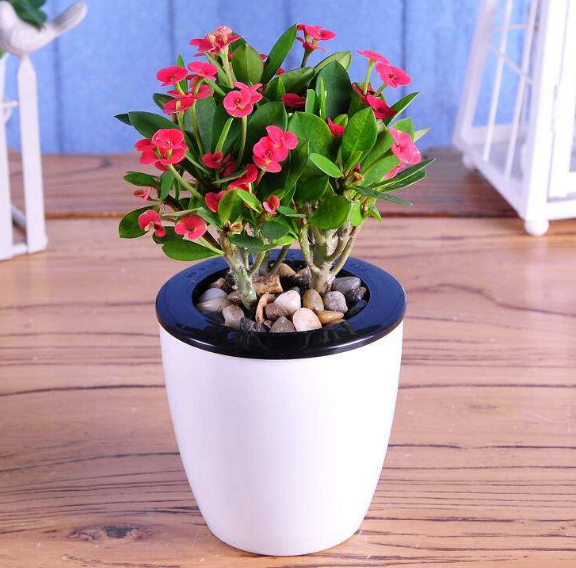 ֲ���L(f��ng)ˮ�W(xu��)������ϲ�Ô[ֲ��쿴����қ_ɷ�˛](m��i)��