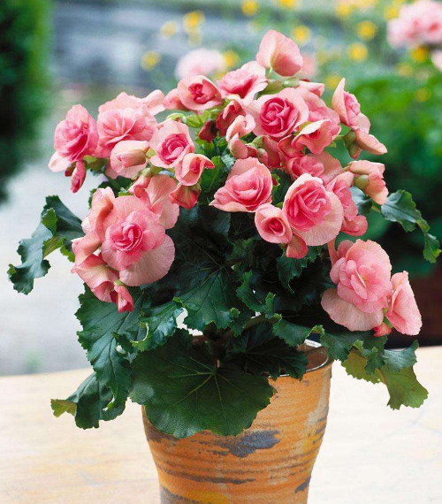 ֲ���L(f��ng)ˮ�W(xu��)������ϲ�Ô[ֲ��쿴����қ_ɷ�˛](m��i)��