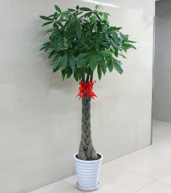 ֲ���L(f��ng)ˮ�W(xu��)������ϲ�Ô[ֲ��쿴����қ_ɷ�˛](m��i)��