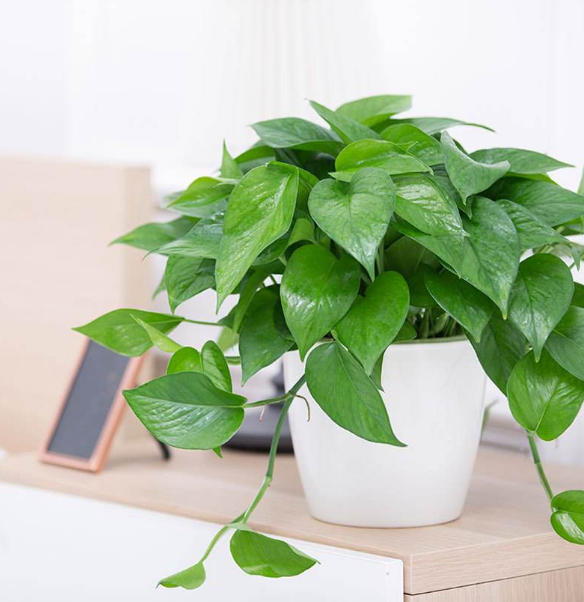 ֲ���L(f��ng)ˮ�W(xu��)������ϲ�Ô[ֲ��쿴����қ_ɷ�˛](m��i)��