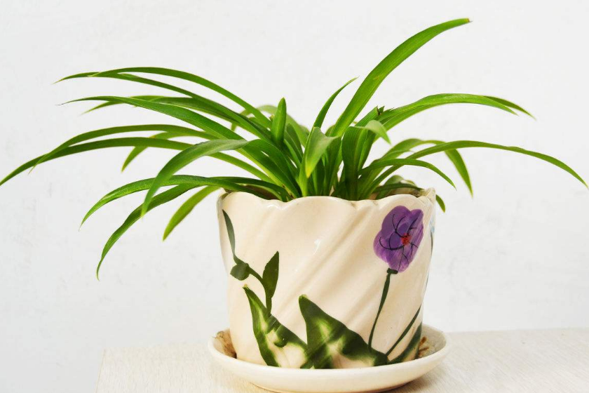 ֲ���L(f��ng)ˮ�W(xu��)������ϲ�Ô[ֲ��쿴����қ_ɷ�˛](m��i)��