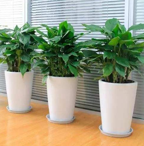 ֲ���L(f��ng)ˮ�W(xu��)������ϲ�Ô[ֲ��쿴����қ_ɷ�˛](m��i)��